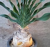 チェアマン　韓国苗 チェアマン 韓国苗 【公式通販】