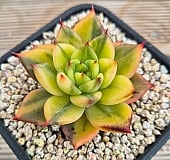 韓国多肉植物 Xplant - 韓国最大の多肉植物ウェブサイト