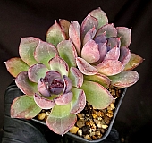 onslow 大 (韓国苗) onslow 大 (韓国苗) 【公式通販】