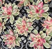 チェアマン　韓国苗 韓国多肉植物 Xplant - 韓国最大の多肉植物ウェブサイト