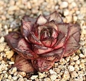 韓国多肉植物 Xplant - 韓国最大の多肉植物ウェブサイト