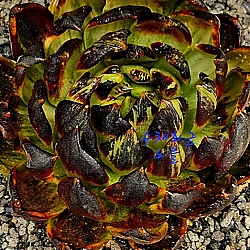 クーポンブック - Xplant