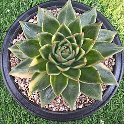 クーポンブック - Xplant