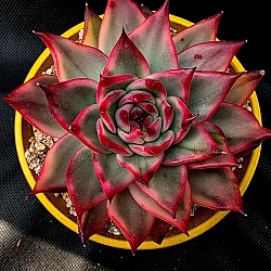 クーポンブック - Xplant