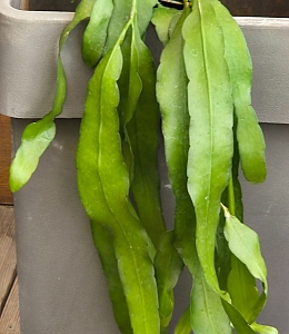 Amabile 小(韓国苗) 51mQWpxQ3hL._UF350,350_QL50_.jpg