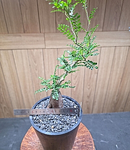 多肉植物 韓国苗 uki✴︎uki 多肉植物 韓国苗 中国苗