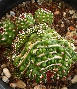 €…€œ±3€ : xplant
