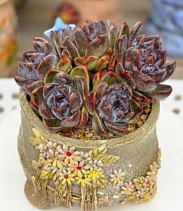 5ª°“€¸¸ : xplant