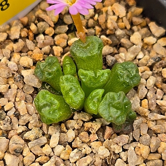 Conophytum ectypum ssp sulcatum 1798 Conophytum - Xplant