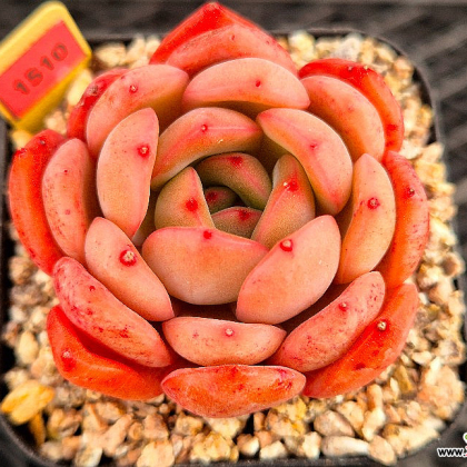 Echeveria Glam Pink 3-1510 Succulents - Xplant