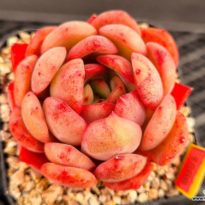 Echeveria Glam Pink 3-1508 Succulents - Xplant