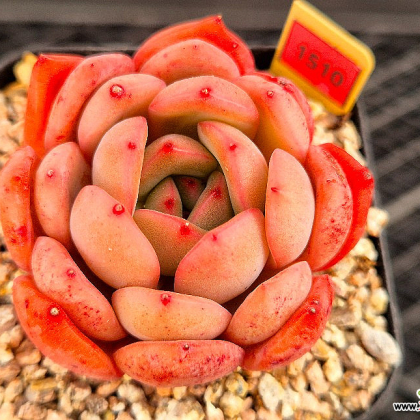 Echeveria Glam Pink 3-1510 Succulents - Xplant