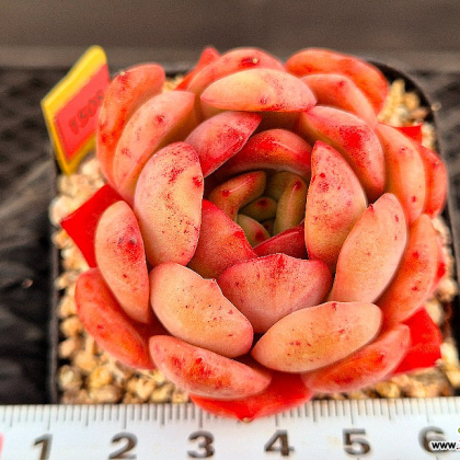 Echeveria Glam Pink 3-1508 Succulents - Xplant