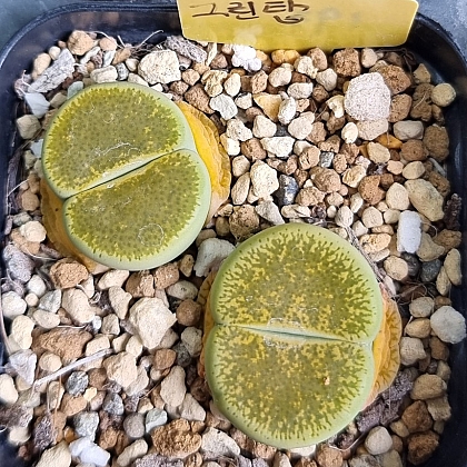 [定休日以外毎日出荷中] 193 GreenTop合并 193번Adromischus リトープス/メセン Xplant - その他多肉植物