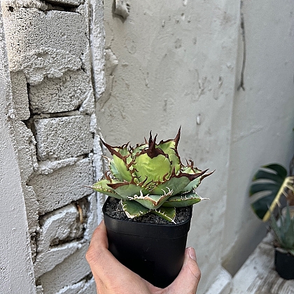 Agave oteroi agave oteroi seedling 아가베 - Xplant