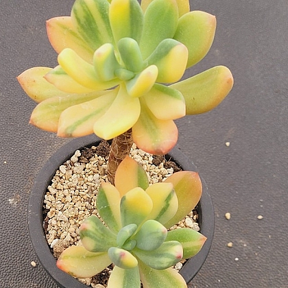 星美人錦 t*o様 星美人錦 パキフィツム 多肉植物 翡翠美人錦