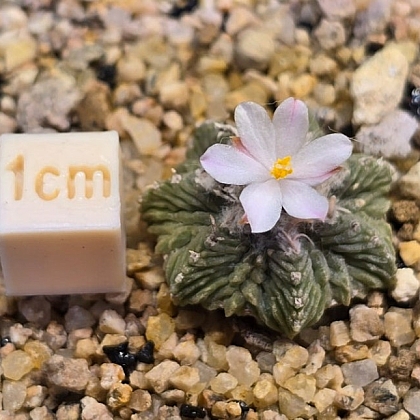 Aztekium Ritteri 'ASTEROIDES' GCG 10002 – Cactus Raro Con Radici Proprie, Sierra Animas - Foto 1