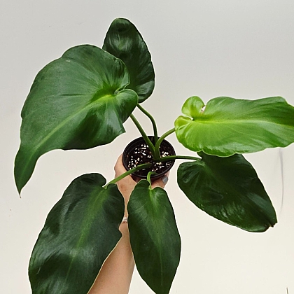 Philodendron rugosum 35 40 Air purification - Xplant