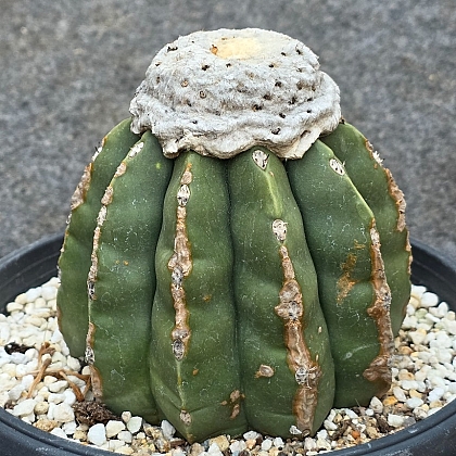 무자막소니大品仙人掌- Xplant